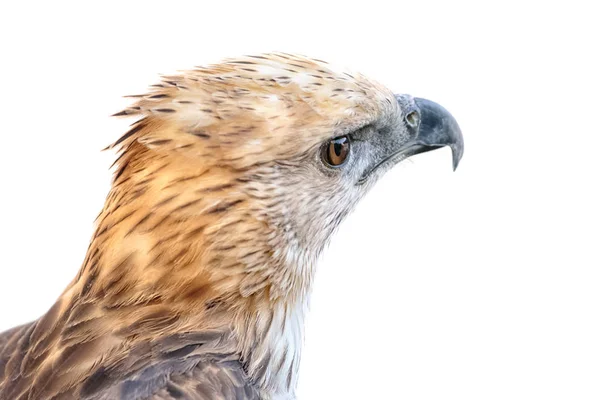 Aigle à tête blanche (Nisaetus limnaeetus) ) — Photo