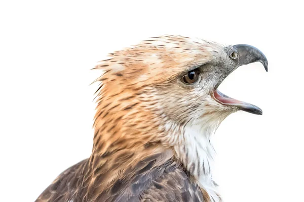 Águia-falcão mutável (Nisaetus limnaeetus ) — Fotografia de Stock