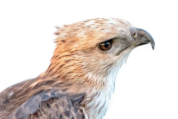 Wechselhafter Falkenadler (nisaetus limnaeetus)) — Stockfoto