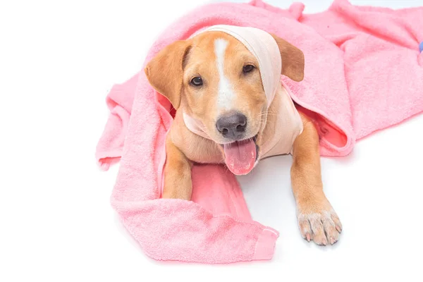 Skadade chihuahua hund med bandage på vit bakgrund — Stockfoto
