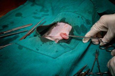 Veterinerler köpek sterilizasyon ameliyatı