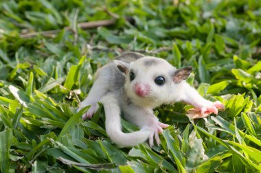 küçük Platin mozaik şeker-planör dalında