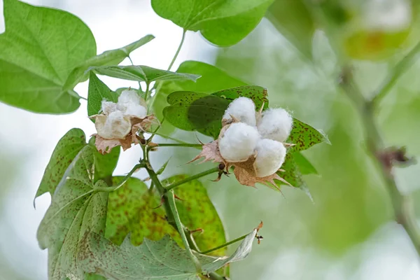 Gyapot növény szabadtéri gazdaság Thaiföld (pamut virág) — Stock Fotó