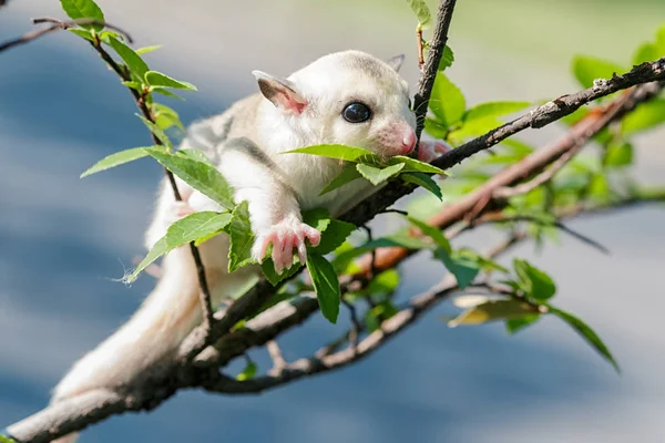 Kleiner Platin-Mosaik-Zuckersegler in der Branche — Stockfoto