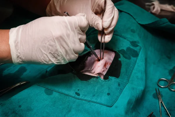 Vétérinaires chirurgie de stérilisation des chiens — Photo