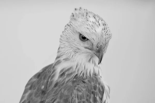 Retrato de halcón de belleza, águila de halcón cambiable —  Fotos de Stock