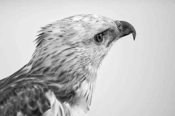 Portrét krása Hawk, proměnlivé Hawk orel — Stock fotografie