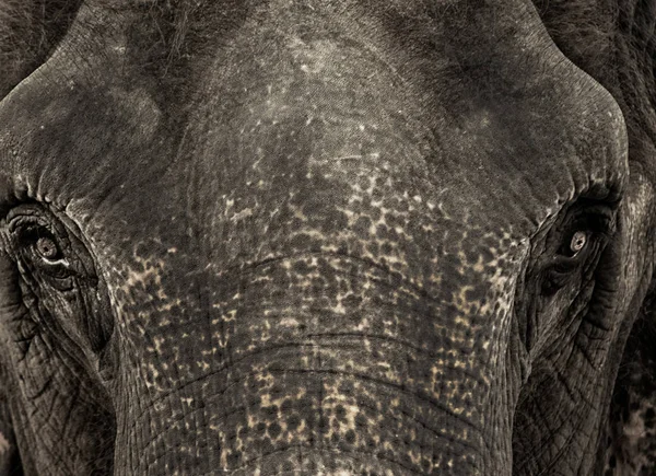Primo piano ritratto elefante viso, occhi e pelle dettagli — Foto Stock