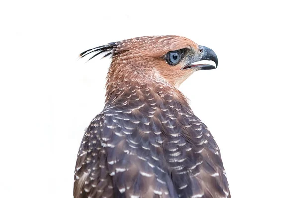 Crested Goshawk ou Accipiter trivirgatus branco tropical asiático ha — Fotografia de Stock