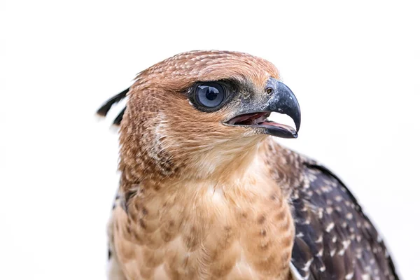 Chocholatý Goshawk nebo Accipiter trivirgatus bílá tropické Asie ha — Stock fotografie