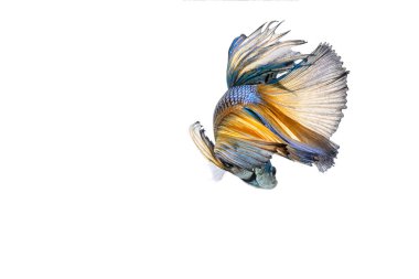 Beyaz arka plan üzerinde güzel dövüş balık hareket