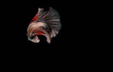 Daha iyi balık, Siyam mücadele balık, betta splendens b izole