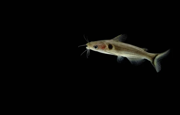 Peixes-gato em aquário, Peixes-gato nus, Bagrid catfishes — Fotografia de Stock