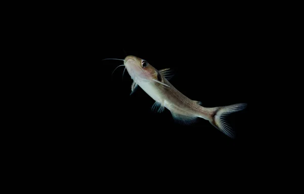 수족관, 벌 거 벗은 catfishes, Bagrid catfishes catfishes — 스톡 사진