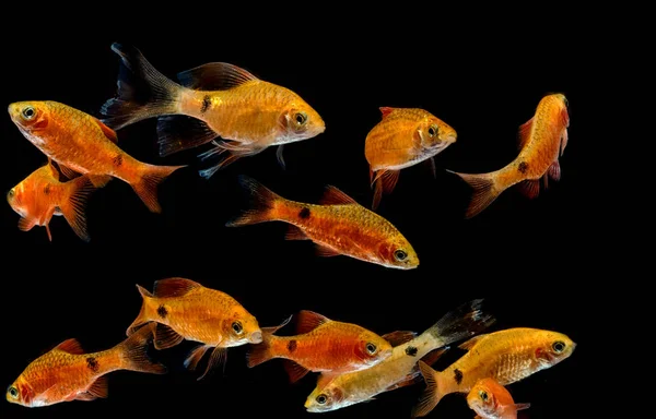 Peces de acuario, Rosy Barb (Puntius conchonius ) —  Fotos de Stock