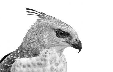 Tepeli çakır kuşu çehresini portresi