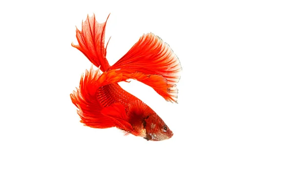 Betta peixes, peixes siameses de combate "Half moon" isolado em branco — Fotografia de Stock