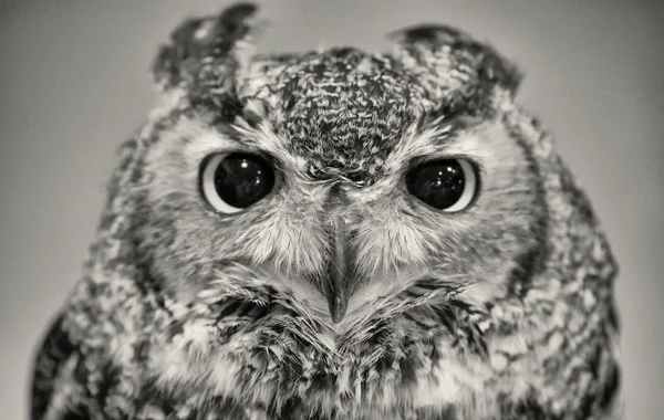 Nahaufnahme eines eurasischen Uhus (bubo bubo)) — Stockfoto