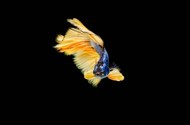 Daha iyi balık, Siyam mücadele balık, akvaryum balık