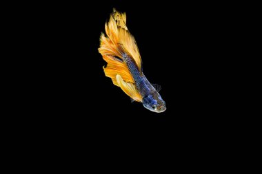 Daha iyi balık, Siyam mücadele balık, akvaryum balık