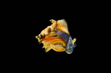 Daha iyi balık, Siyam mücadele balık, akvaryum balık