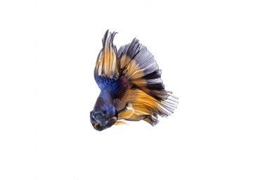 Daha iyi balık, Siyam mücadele balık, akvaryum balık