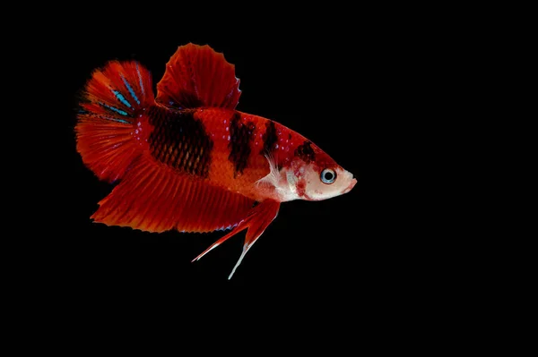 Peixe Betta, peixe-lutador-siamês, peixes de aquário — Fotografia de Stock