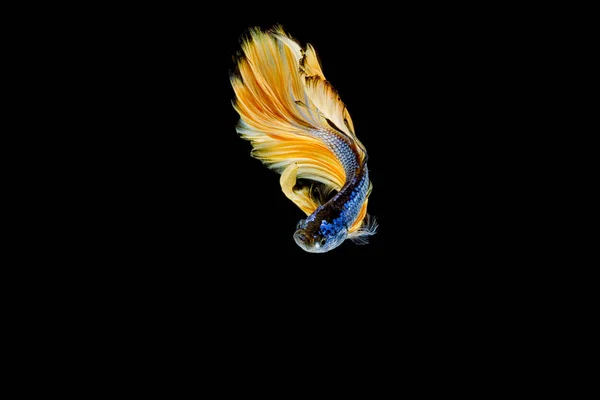 Betta 물고기, 샴 싸우는 물고기, 수족관 물고기 — 스톡 사진