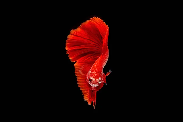 Betta fisk, siamesiske kampfisk, akvariefisk - Stock-foto