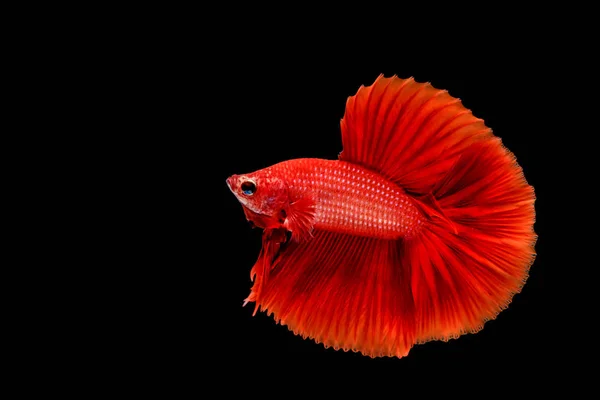 Peixe Betta, peixe-lutador-siamês, peixes de aquário — Fotografia de Stock