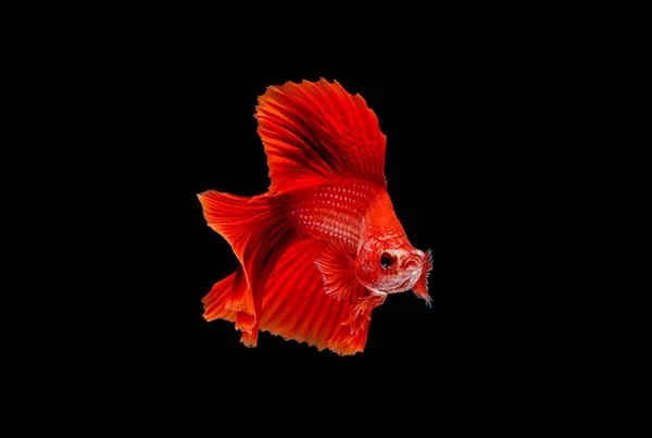 Betta peces, peces siameses de lucha, peces de acuario —  Fotos de Stock