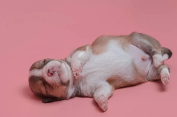 Cachorro chihuahua recién nacido durmiendo sobre fondo rosa —  Fotos de Stock