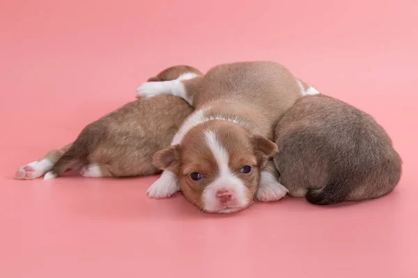 Neugeborener Chihuahua-Welpe schläft zusammen im Korb — Stockfoto