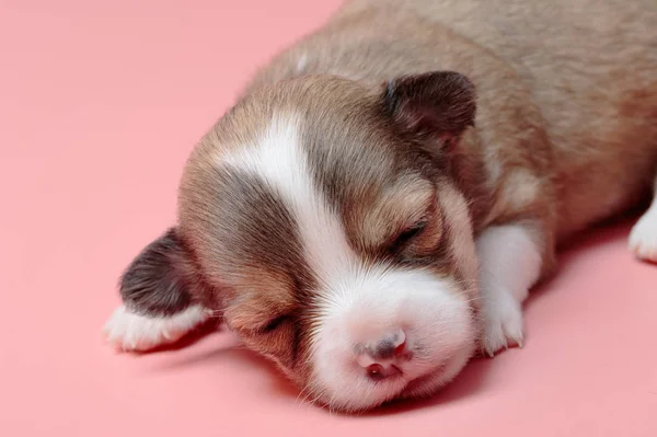 Portret van pasgeboren chihuahua pup slapen op roze achtergrond — Stockfoto