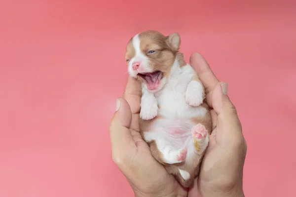 Cachorrinho recém-nascido Chihuahua dorme na mão do homem — Fotografia de Stock