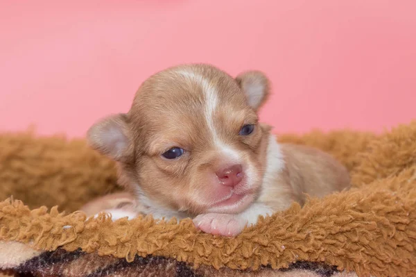 Cãozinho chihuahua recém-nascido na cesta — Fotografia de Stock