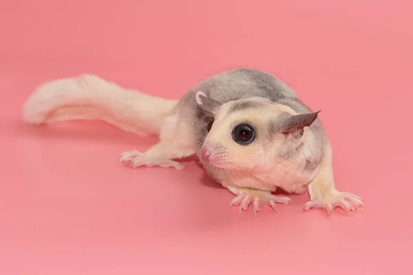 Lindo planeador de azúcar leucista. Petaurus breviceps, sobre fondo rosado — Foto de Stock