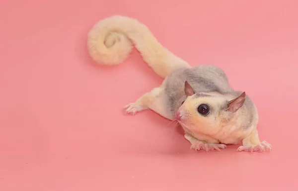 Lindo planeador de azúcar masculino leucista. Petaurus breviceps, en rosa b —  Fotos de Stock