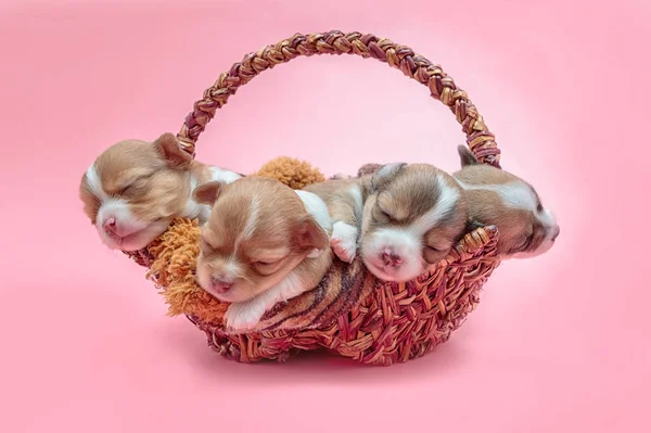 Nyfödd chihuahua valp sover tillsammans i korgen — Stockfoto