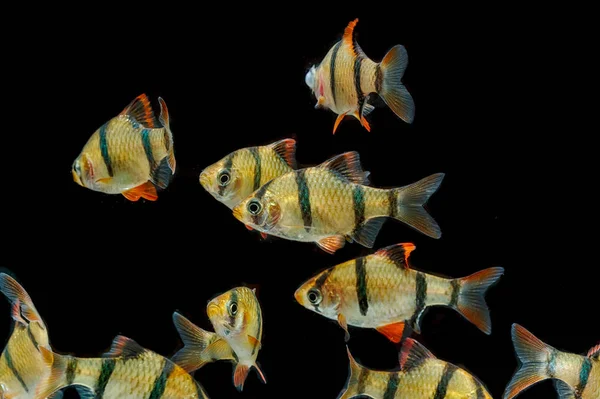 Рыба-аквариум Рыба-тигр, колючка-суматра (Puntius tetrazon ) — стоковое фото