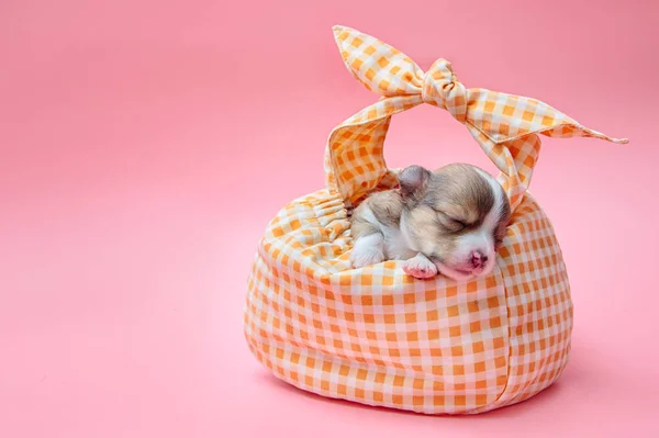 Me leve para casa, cachorro chihuahua esperando no saco de transporte — Fotografia de Stock