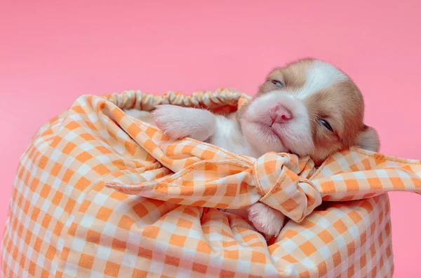 Cachorro chihuahua recién nacido durmiendo en bolsa —  Fotos de Stock