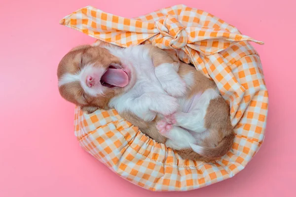 Cachorro chihuahua recém-nascido dormindo no saco — Fotografia de Stock