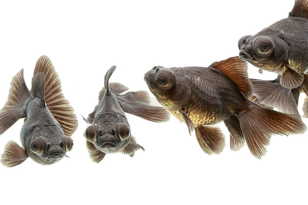 Pesci rossi della brughiera nera (pesci rossi dagli occhi telescopici) nell'acquario — Foto Stock
