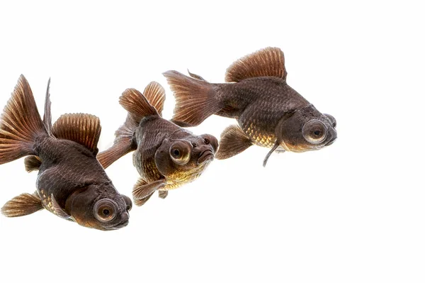 Pesci rossi della brughiera nera (pesci rossi dagli occhi telescopici) nell'acquario — Foto Stock