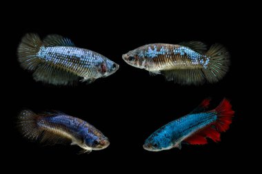 Siamese fighting fish haft moon female on black background clipart