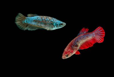 Siamese fighting fish haft moon female on black background clipart