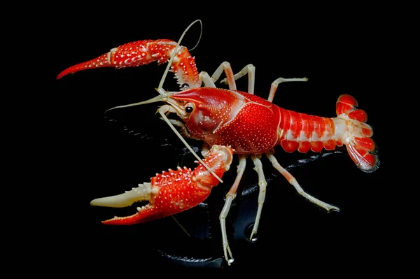 Kerevit Procambarus Clarkii hayalet siyah arka plan üzerine. — Stok fotoğraf