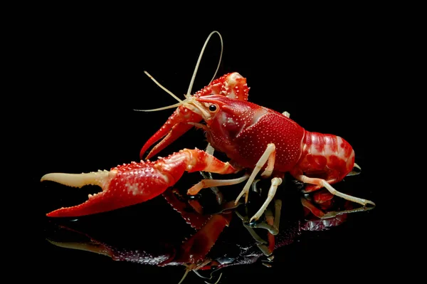 Crayfish Procambarus Clarkii Ghost на черном фоне . — стоковое фото