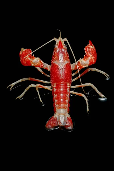 Crayfish Procambarus Clarkii Ghost dengan latar belakang hitam . — Stok Foto